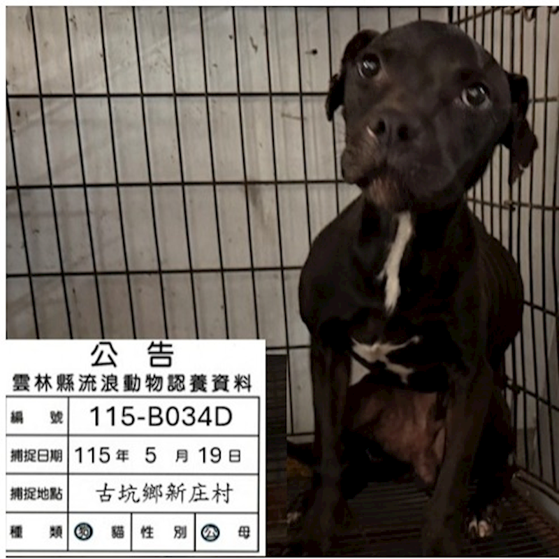 雲林縣流浪動物收容所,編號:455315, 比特犬