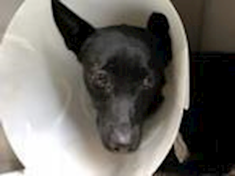 臺北市動物之家,編號:49721, 混種犬          