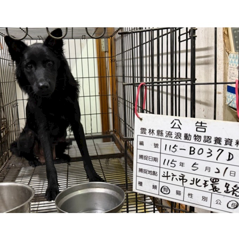 雲林縣流浪動物收容所,編號:455319, 混種犬          