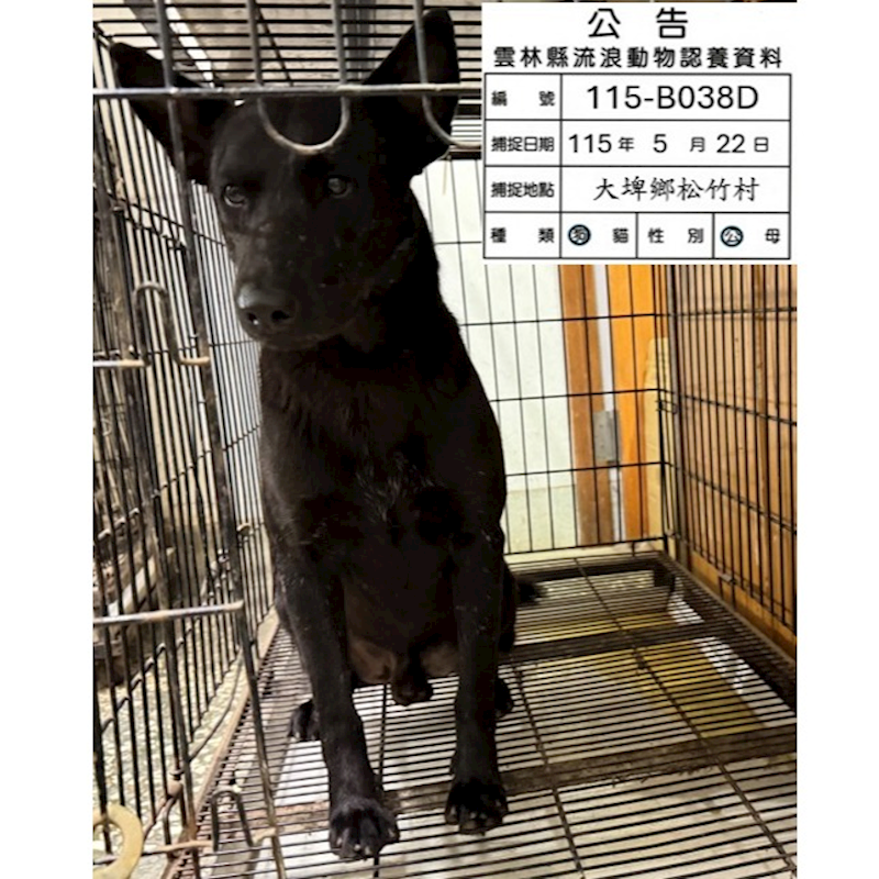 雲林縣流浪動物收容所,編號:455321, 混種犬          