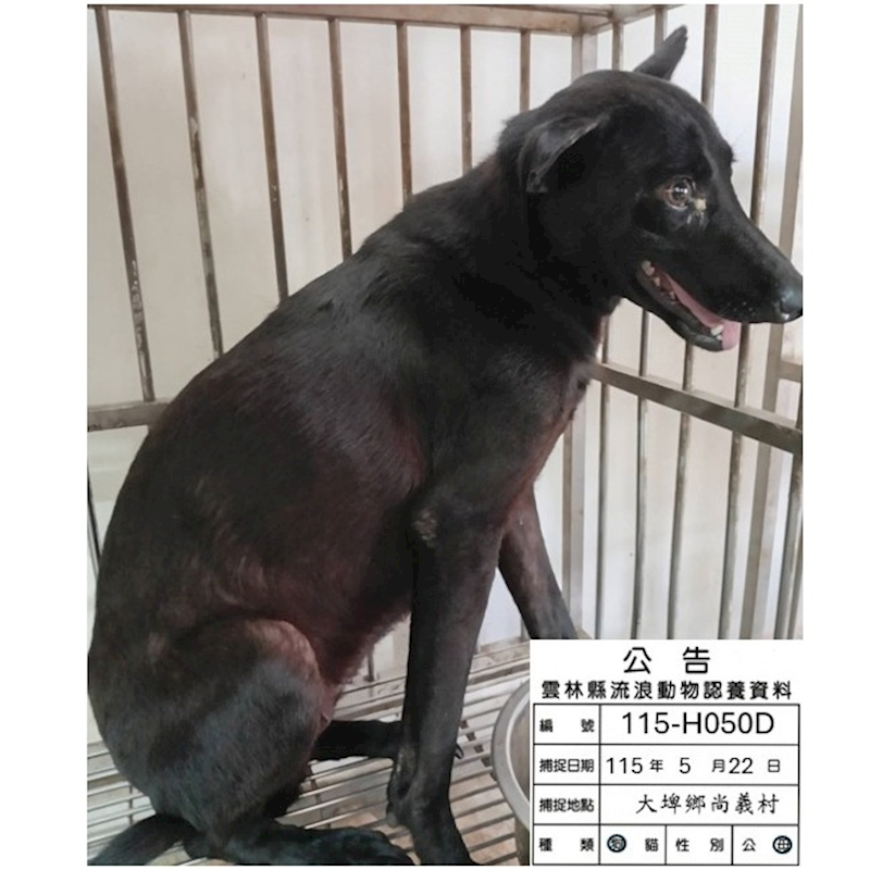 雲林縣流浪動物收容所,編號:455330, 混種犬          