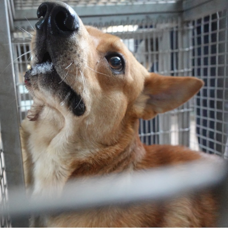 臺南市動物之家灣裡站,編號:452668, 混種犬          