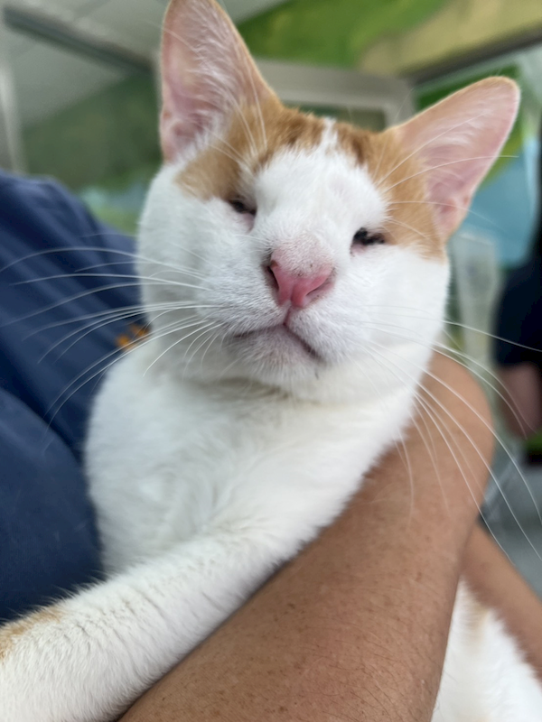 苗栗縣動物保護教育園區,編號:453591, 混種貓                 