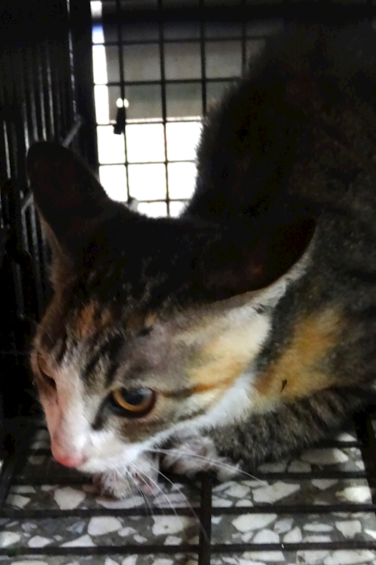 宜蘭縣流浪動物中途之家,編號:455678, 混種貓                 