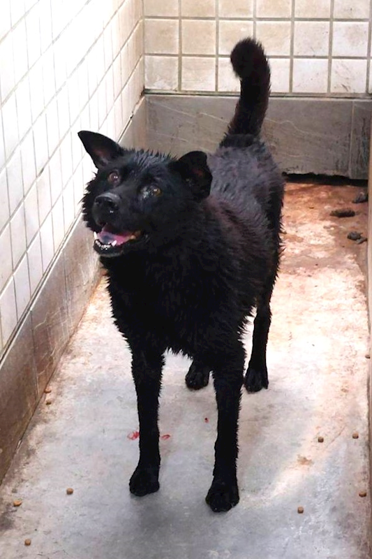 宜蘭縣流浪動物中途之家,編號:454039, 混種犬          