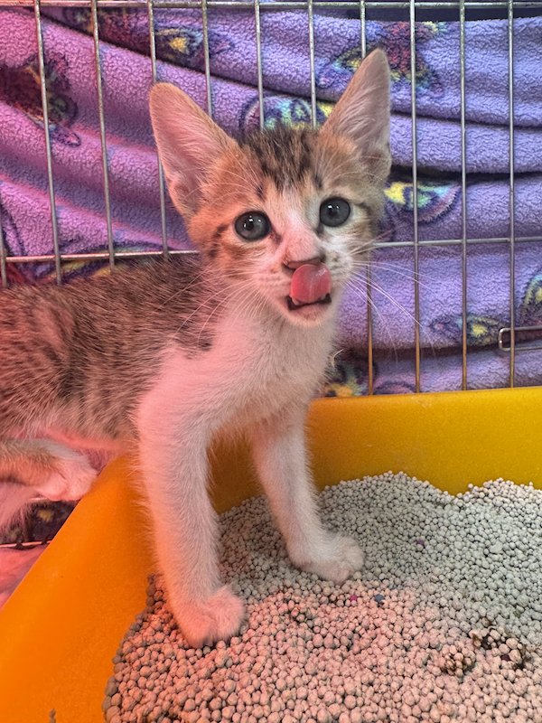 新北市八里區公立動物之家,編號:455403, 混種貓                 