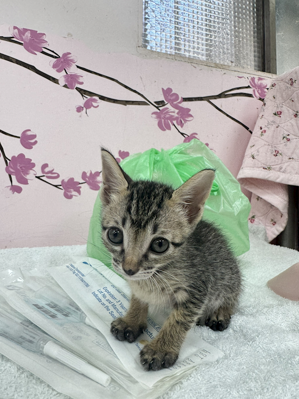 新北市八里區公立動物之家,編號:455411, 混種貓                 
