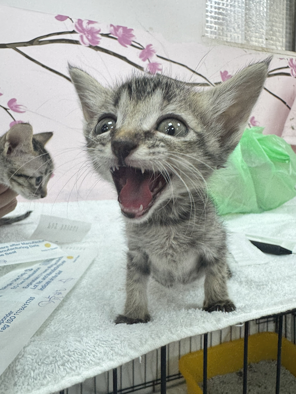 新北市八里區公立動物之家,編號:455413, 混種貓                 