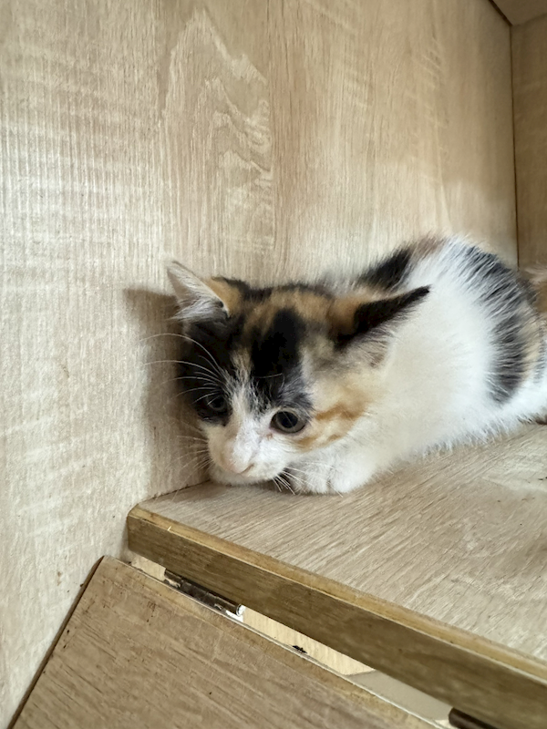 新北市八里區公立動物之家,編號:455656, 混種貓                 