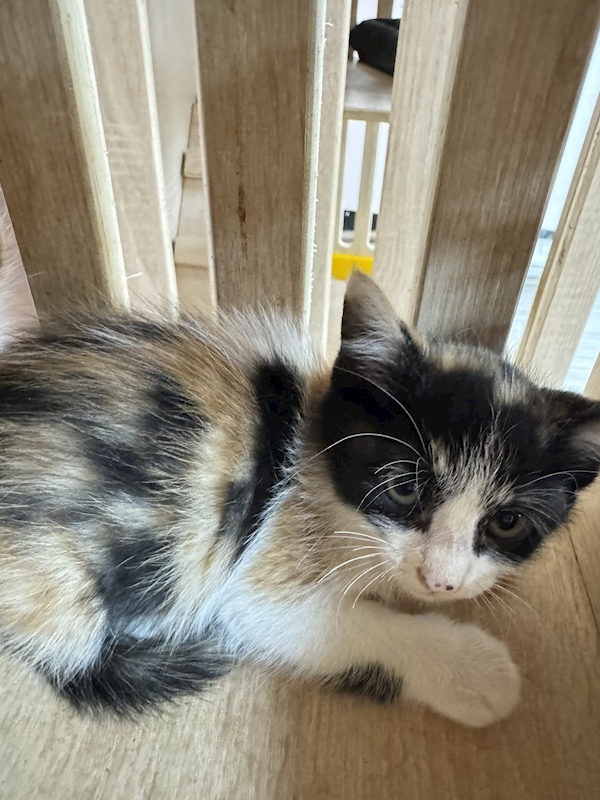 新北市八里區公立動物之家,編號:455655, 混種貓                 