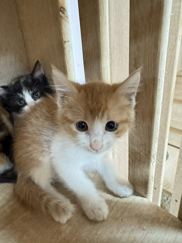 新北市八里區公立動物之家,編號:455654, 混種貓                 
