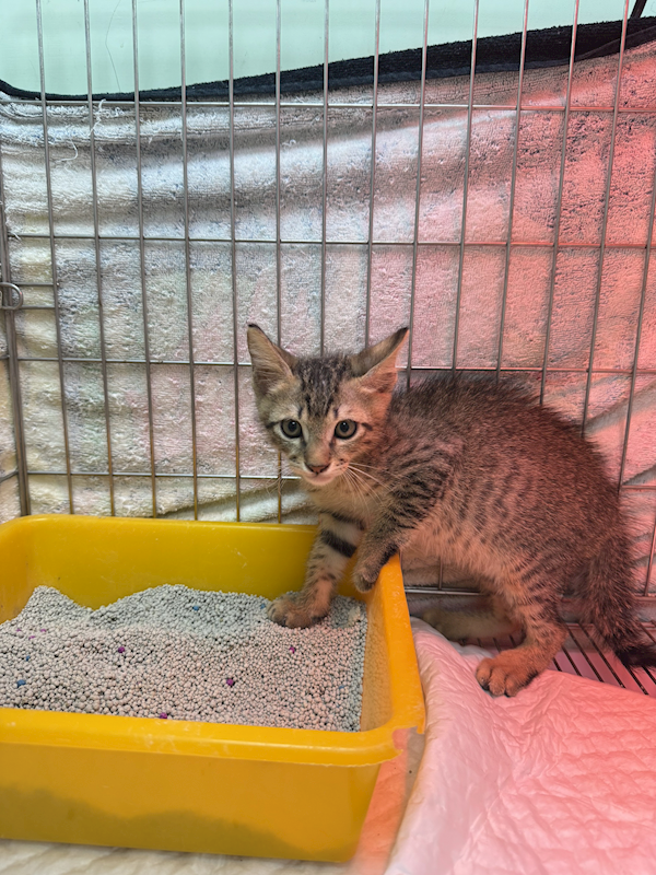 新北市八里區公立動物之家,編號:455653, 混種貓                 