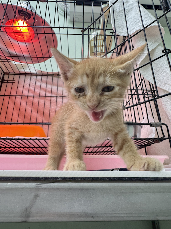 新北市八里區公立動物之家,編號:455652, 混種貓                 