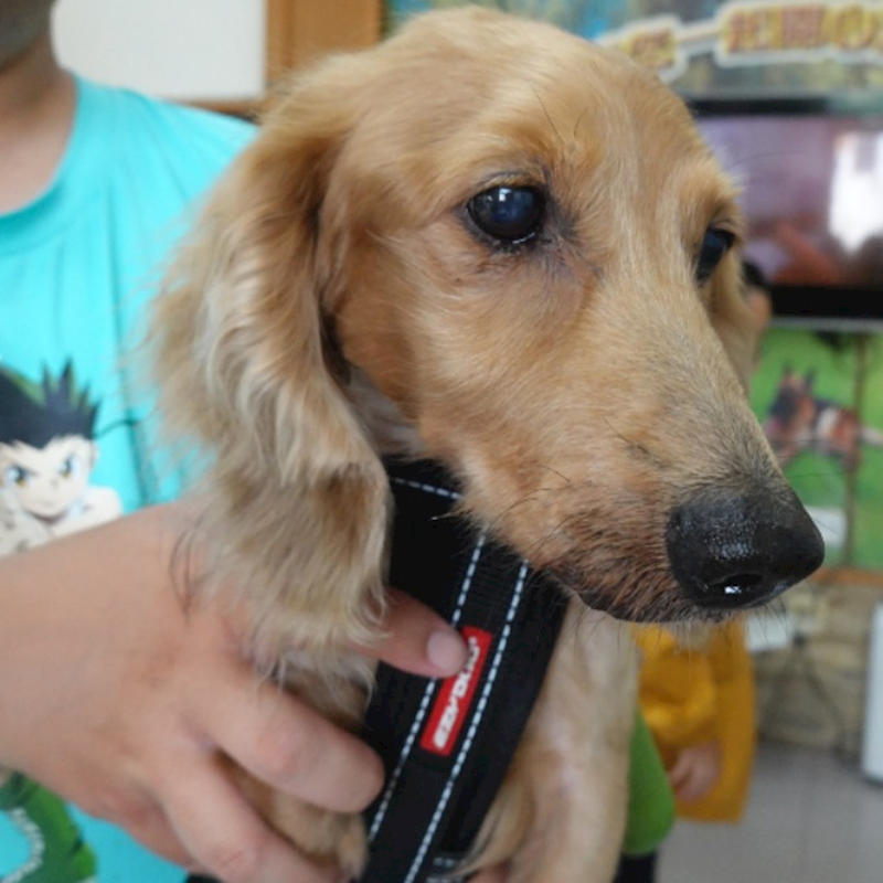 臺南市動物之家灣裡站,編號:455710, 臘腸犬