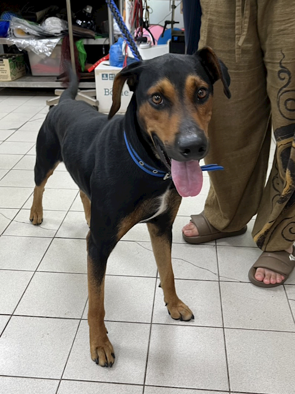 彰化縣流浪狗中途之家,編號:453944, 混種犬          