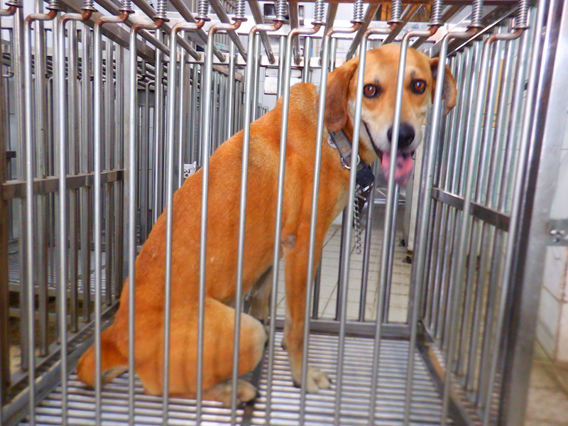 南投縣公立動物收容所,編號:455730, 混種犬          