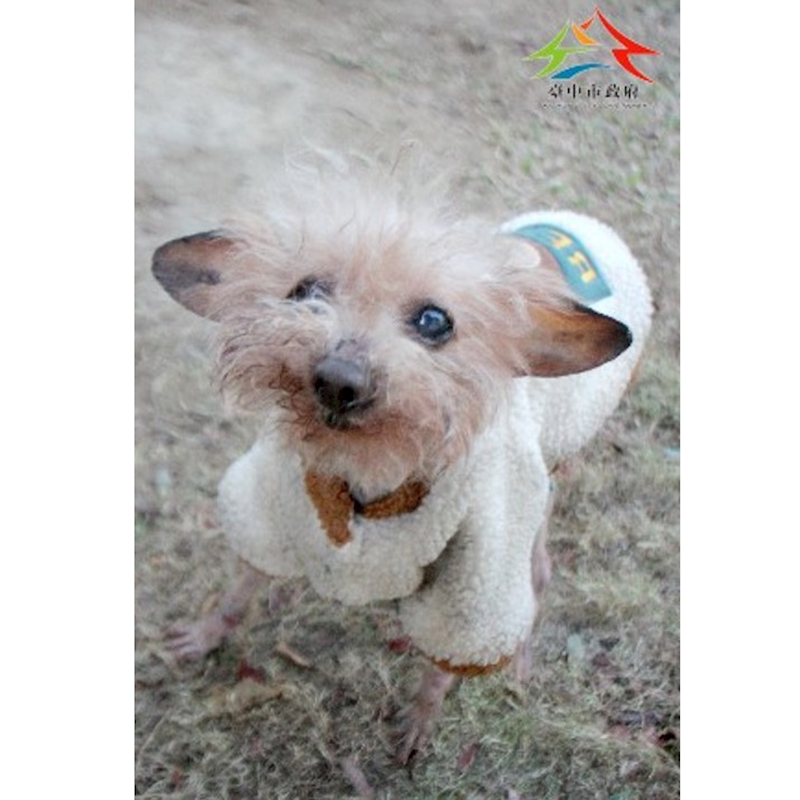 臺中市動物之家后里園區,編號:445074, 貴賓犬        
