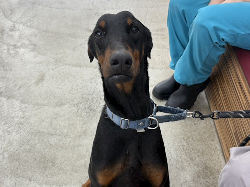 臺北市動物之家,編號:439985, 杜賓犬