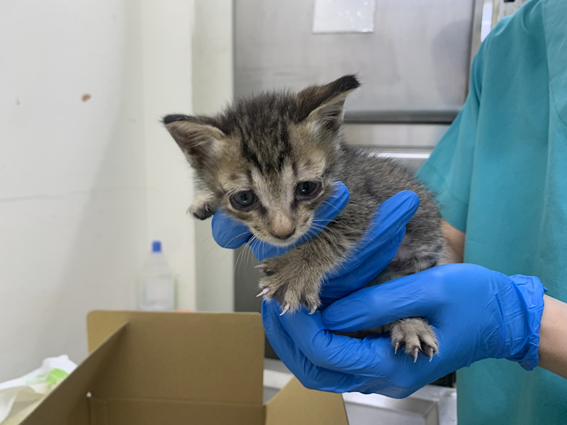 臺北市動物之家,編號:454180, 混種貓                 