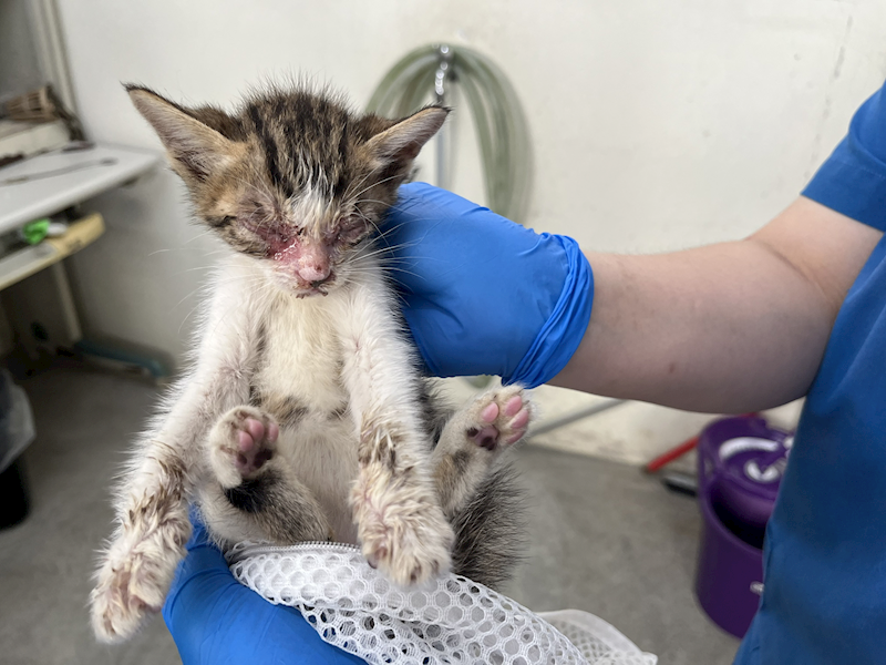 臺北市動物之家,編號:454110, 混種貓                 
