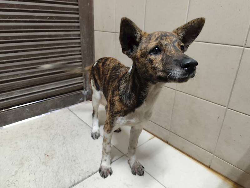 高雄市燕巢動物保護關愛園區,編號:455715, 混種犬          