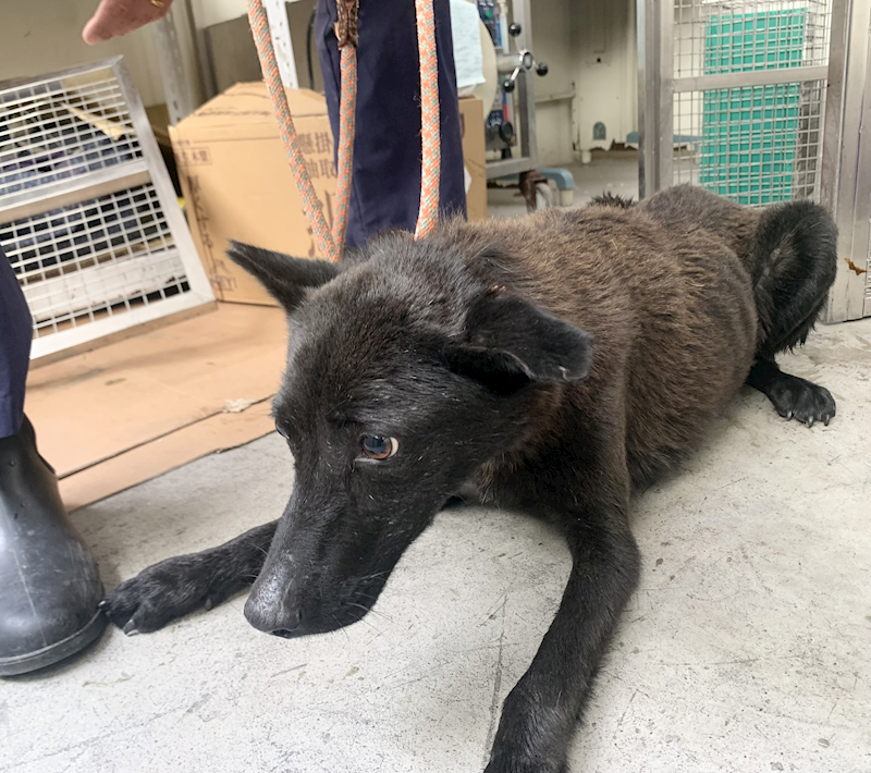 臺北市動物之家,編號:453000, 混種犬          