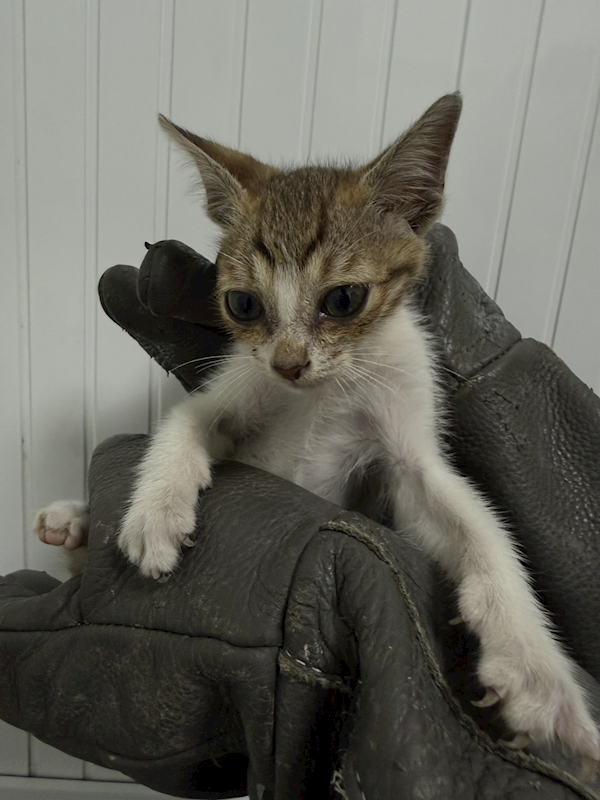 嘉義市動物保護教育園區,編號:443762, 混種貓                 