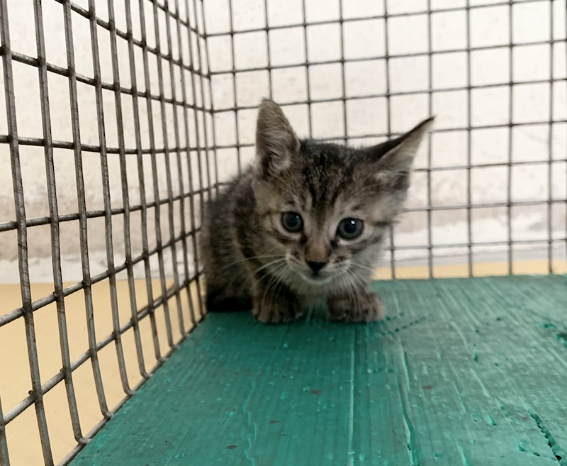 臺北市動物之家,編號:455687, 混種貓                 
