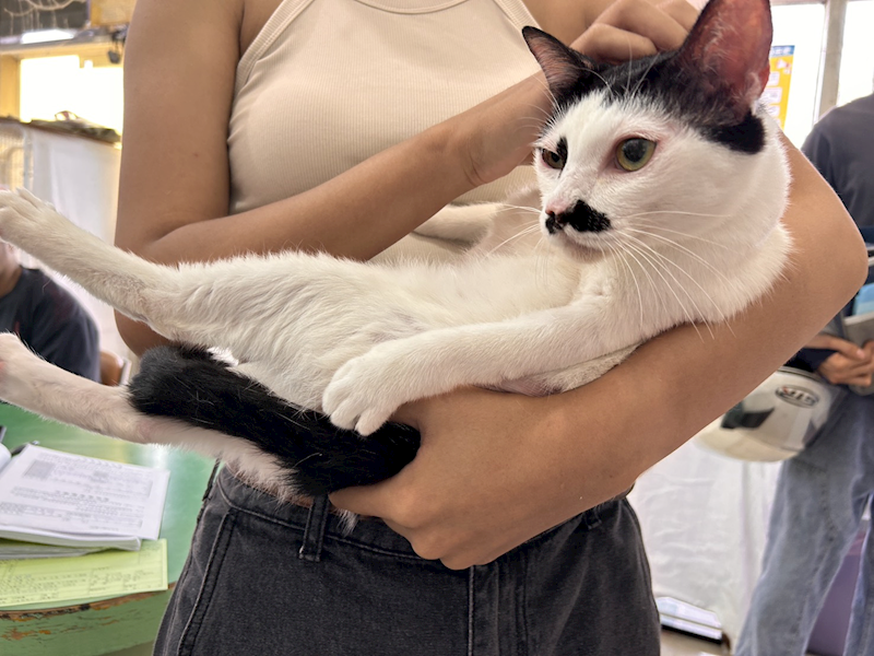 高雄市壽山動物保護教育園區,編號:455748, 混種貓                 