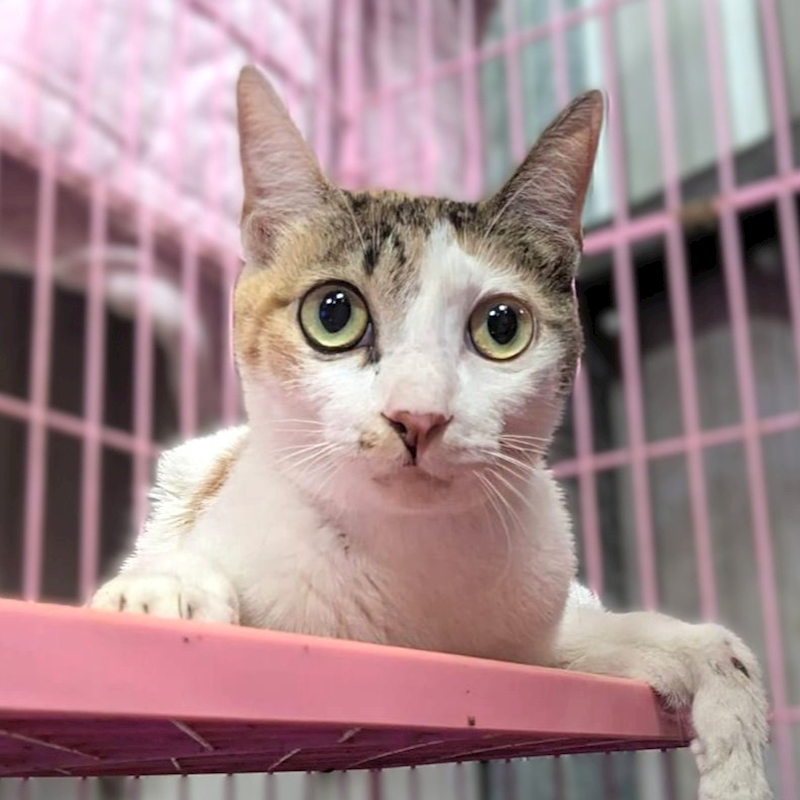 新竹縣動物保護教育園區,編號:455510, 混種貓                 