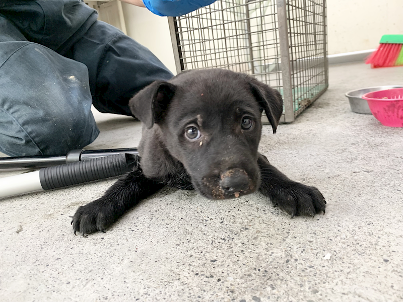 臺北市動物之家,編號:455737, 混種犬          