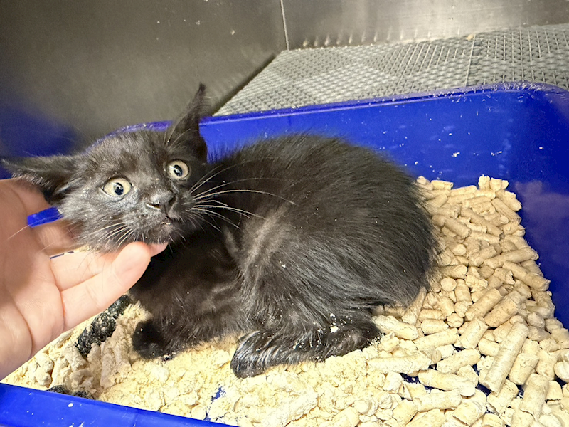 桃園市動物保護教育園區,編號:451394, 混種貓                 