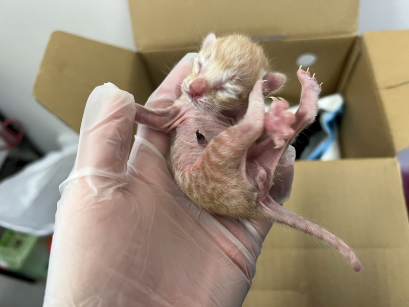桃園市動物保護教育園區,編號:445099, 混種貓                 