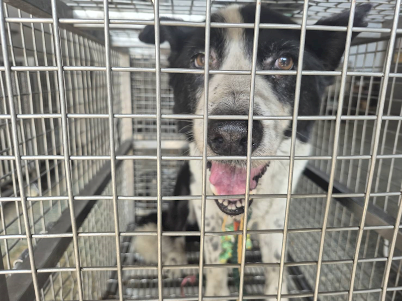 臺南市動物之家善化站,編號:455816, 邊境牧羊犬