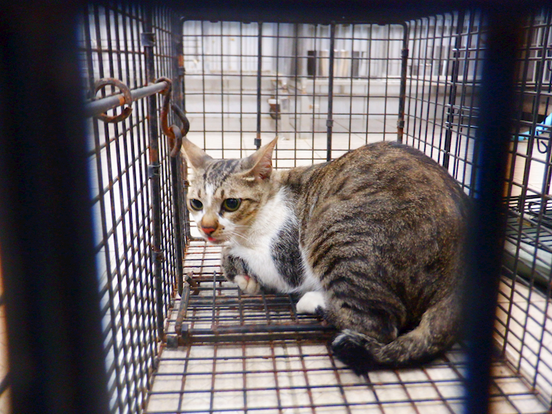 南投縣公立動物收容所,編號:455535, 混種貓                 