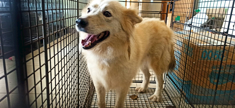 金門縣動物收容中心,編號:455857, 混種犬          