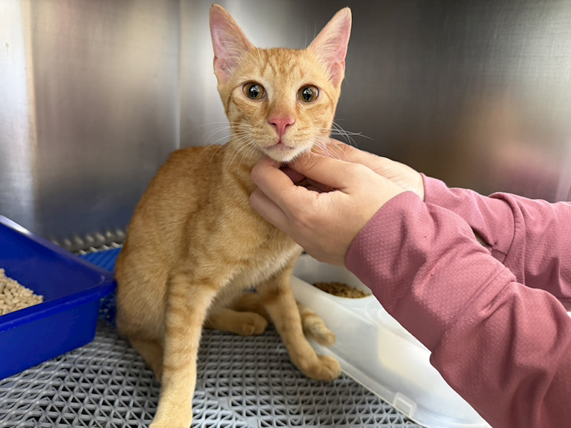 桃園市動物保護教育園區,編號:450545, 混種貓                 