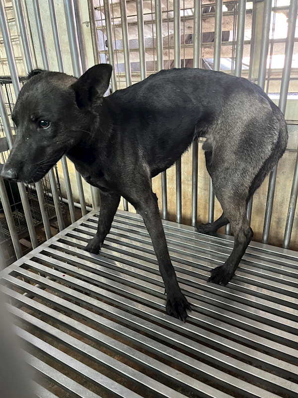 彰化縣流浪狗中途之家,編號:445065, 混種犬          