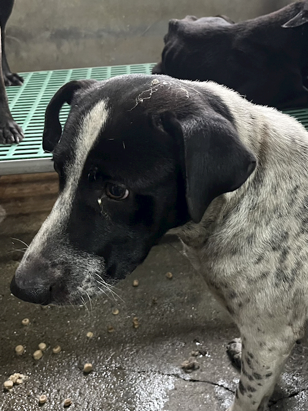 彰化縣流浪狗中途之家,編號:449460, 混種犬          