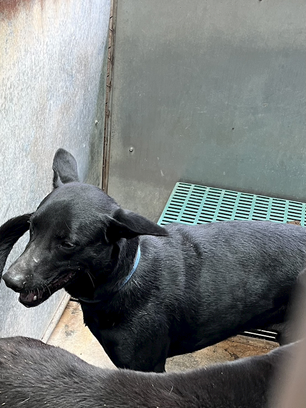彰化縣流浪狗中途之家,編號:446068, 混種犬          