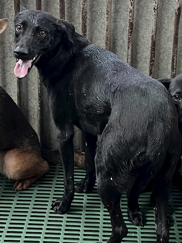 彰化縣流浪狗中途之家,編號:453731, 混種犬          