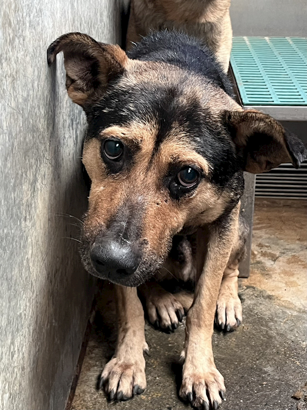 彰化縣流浪狗中途之家,編號:444191, 混種犬          