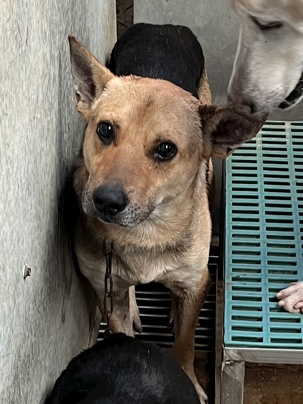彰化縣流浪狗中途之家,編號:444190, 混種犬          