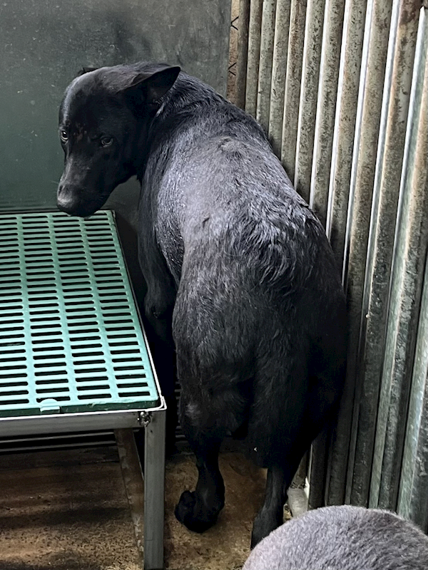 彰化縣流浪狗中途之家,編號:450813, 混種犬          