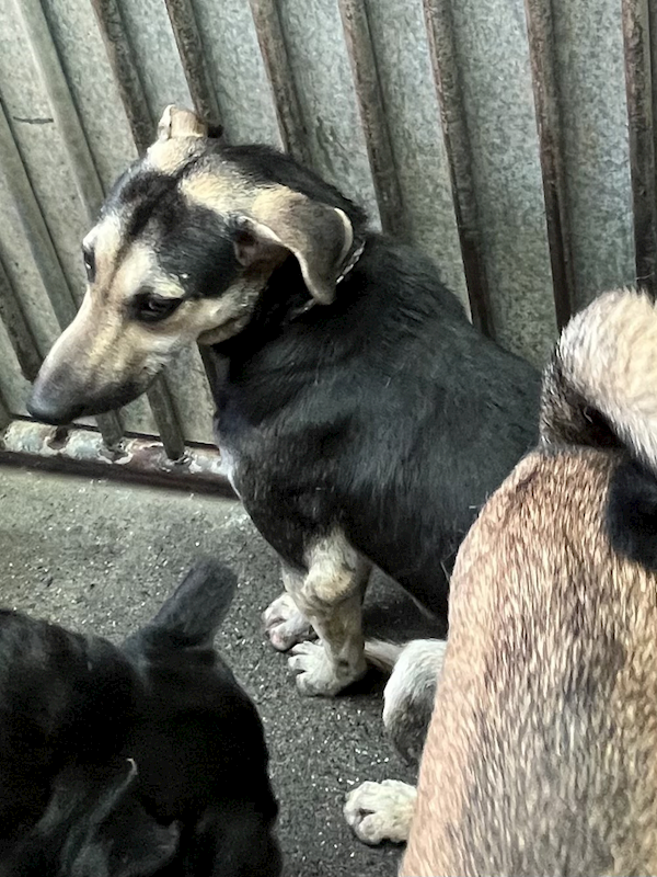 彰化縣流浪狗中途之家,編號:449717, 混種犬          