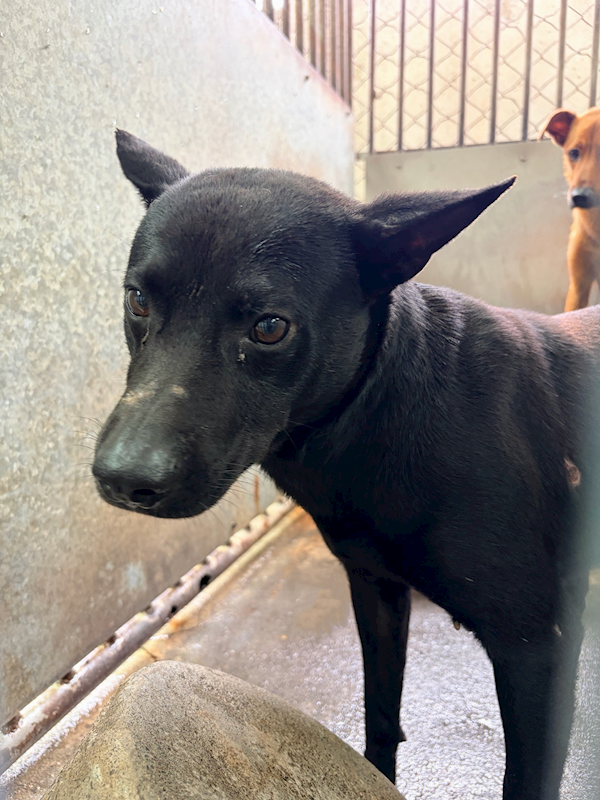 彰化縣流浪狗中途之家,編號:450205, 混種犬          