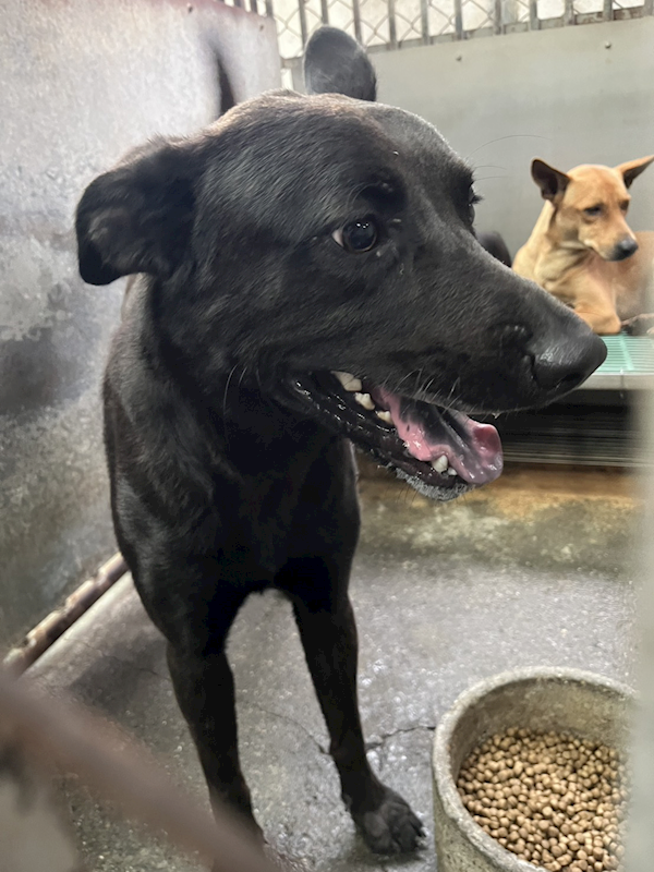 彰化縣流浪狗中途之家,編號:449461, 混種犬          