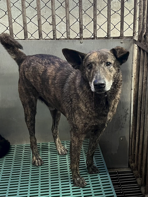 彰化縣流浪狗中途之家,編號:444908, 混種犬          