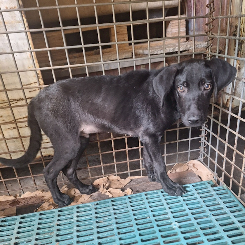雲林縣流浪動物收容所,編號:414325, 混種犬          