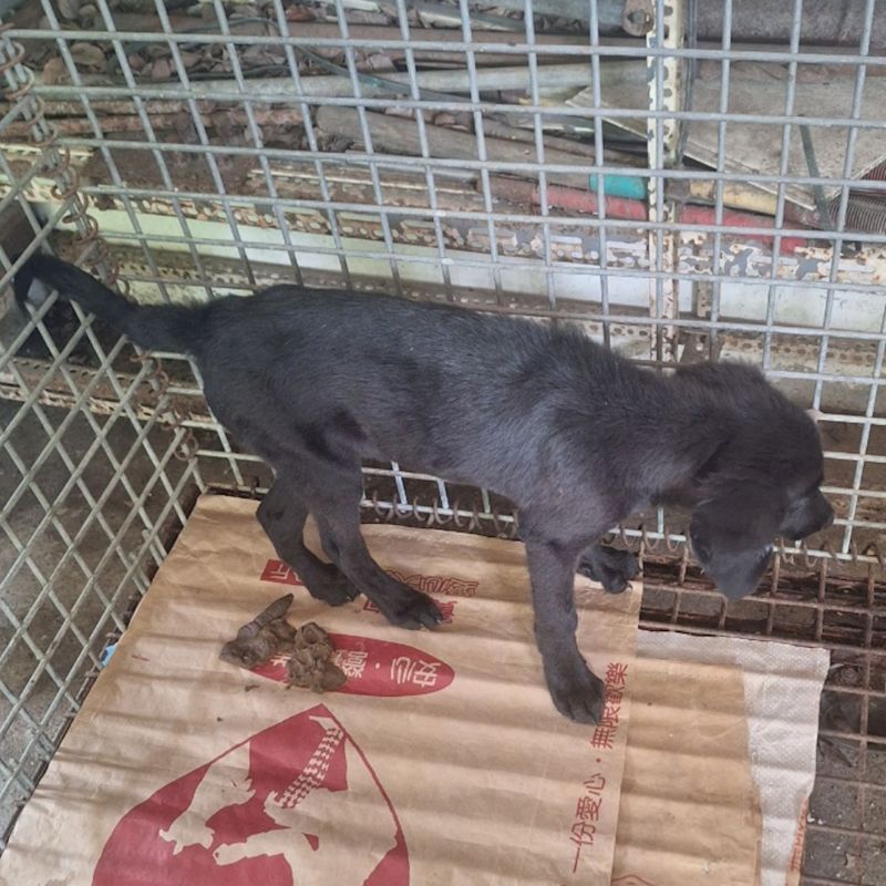 雲林縣流浪動物收容所,編號:414322, 混種犬          